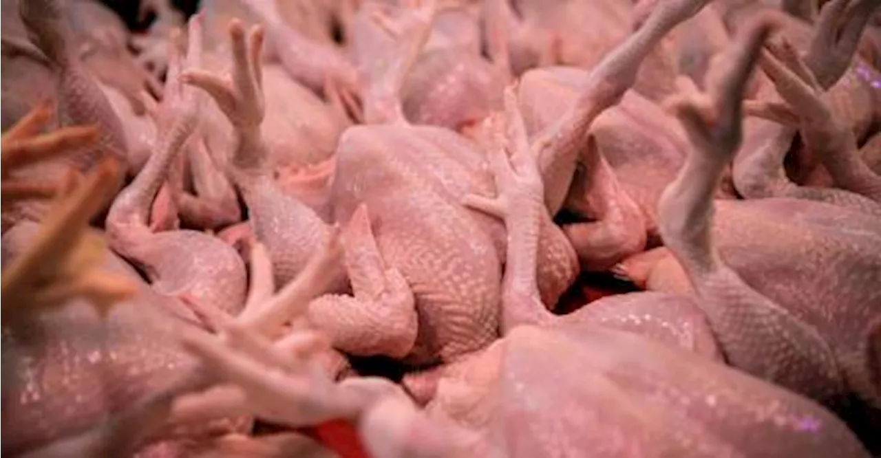 Consumers told to report immediately if chicken prices excessive