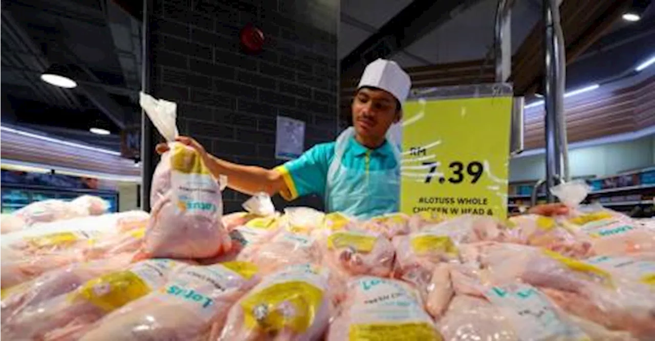 Pengapungan harga ayam: Pembeli lega harga tak naik, bekalan cukup