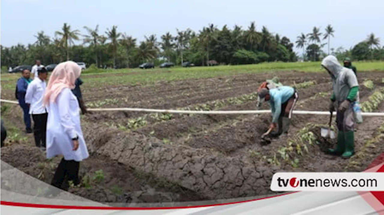 Dampak El Nino, Bupati Ipuk Pastikan Air Cukup untuk Persawahan