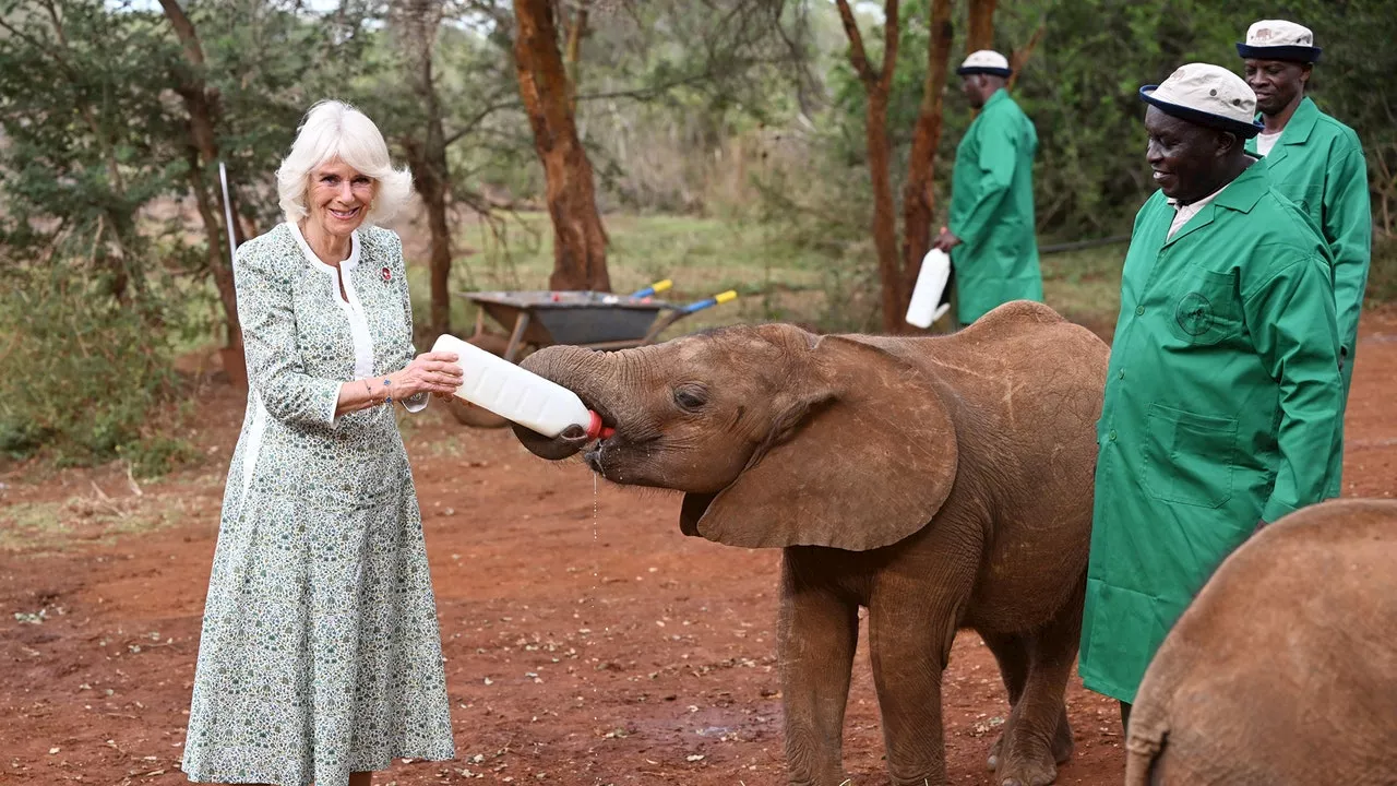 Queen Camilla Feeds a Baby Elephant While Visiting Kenya