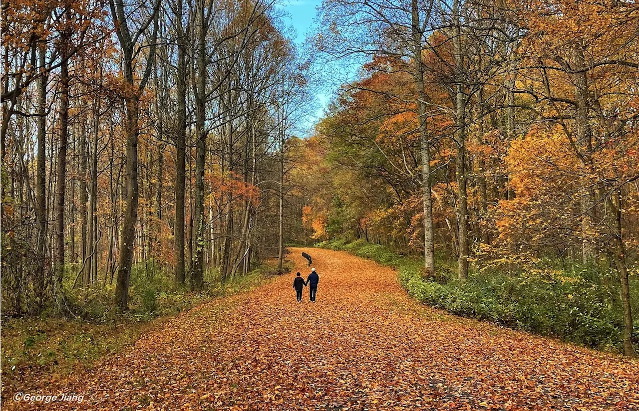 We forecast a cool and dry November with plenty of fluctuation in D.C.