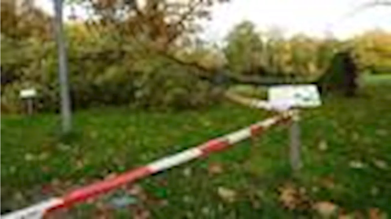 Versumpfung in Delmenhorst: Dem Stadtpark fallen die Bäume aus