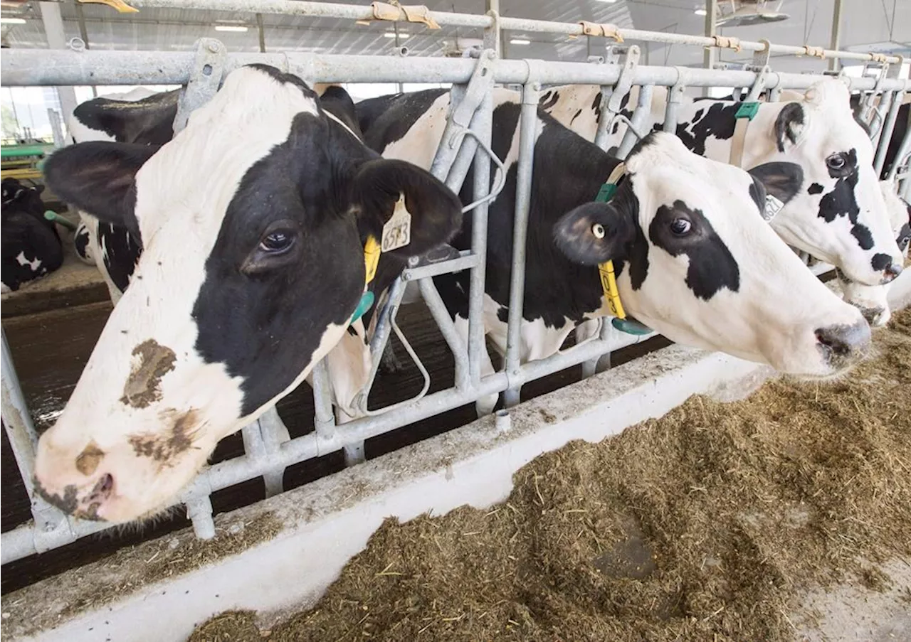 Canadian Dairy Commission delays farmgate milk price hike by three months