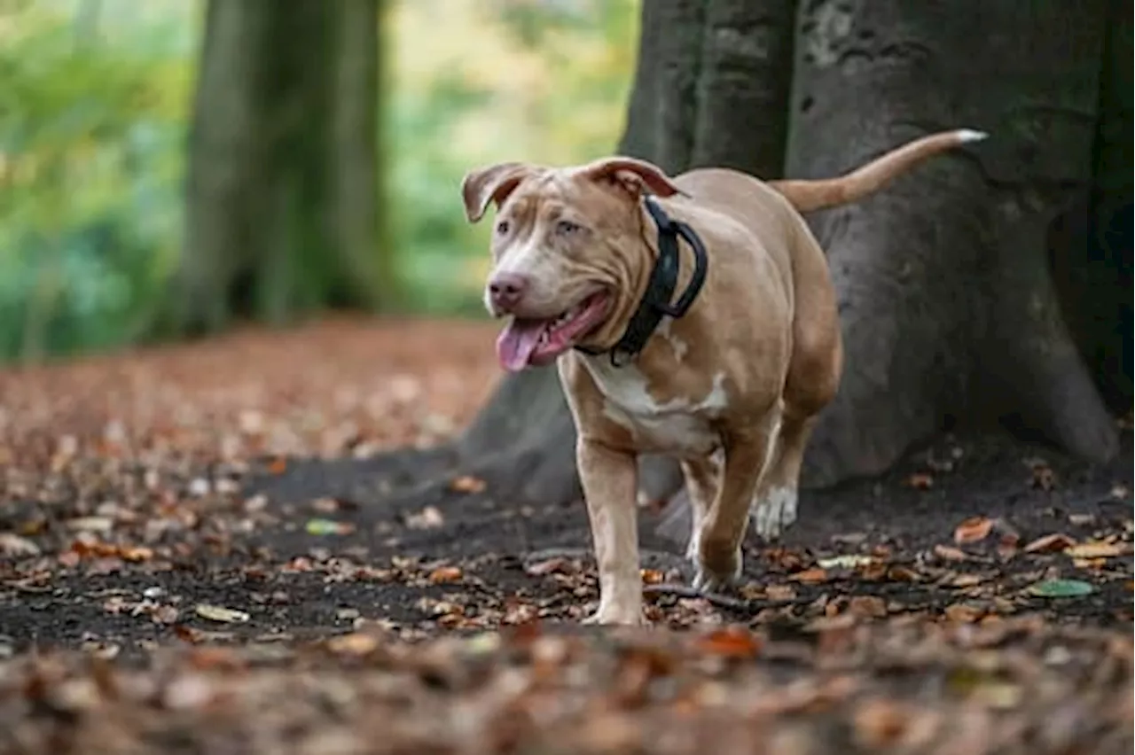 Ban on American XL Bully Dogs in England and Wales