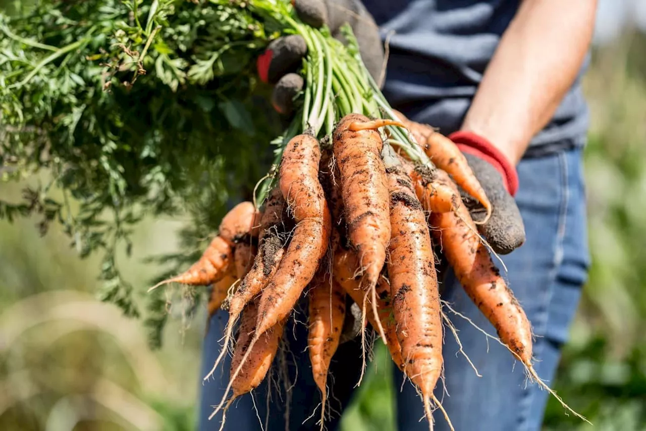 Hull Council's idea to grow fruit and vegetables in overgrown open spaces is to be welcomed