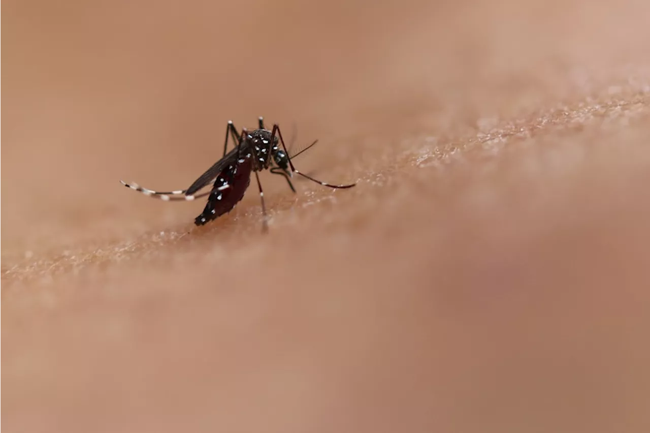 US Approves World's First Chikungunya Vaccine