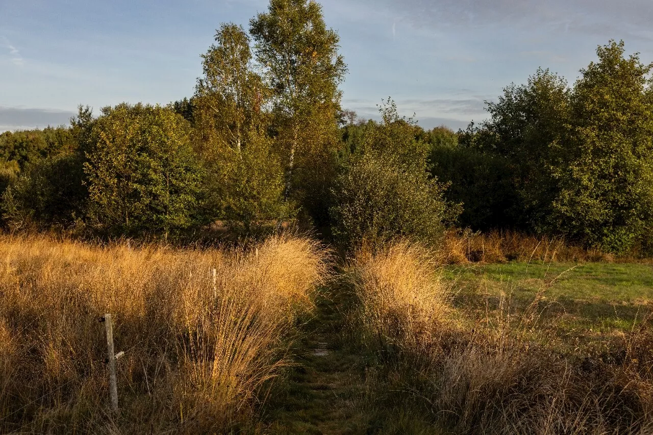 Accord sur un projet législatif clé sur la restauration de la nature et la biodiversité