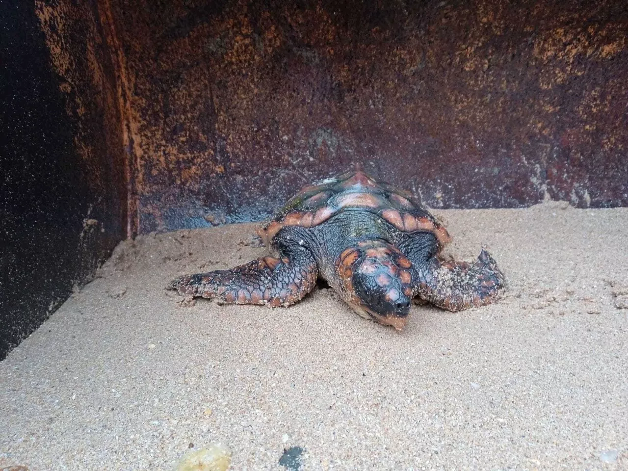 Une tortue marine recouverte de coquillages découverte sur une plage de Vendée