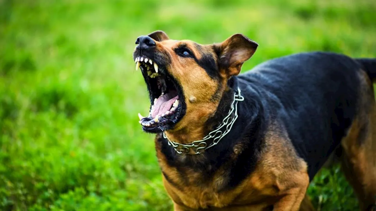 Comment réagir face à un chien agressif lors d'une promenade en pleine nature