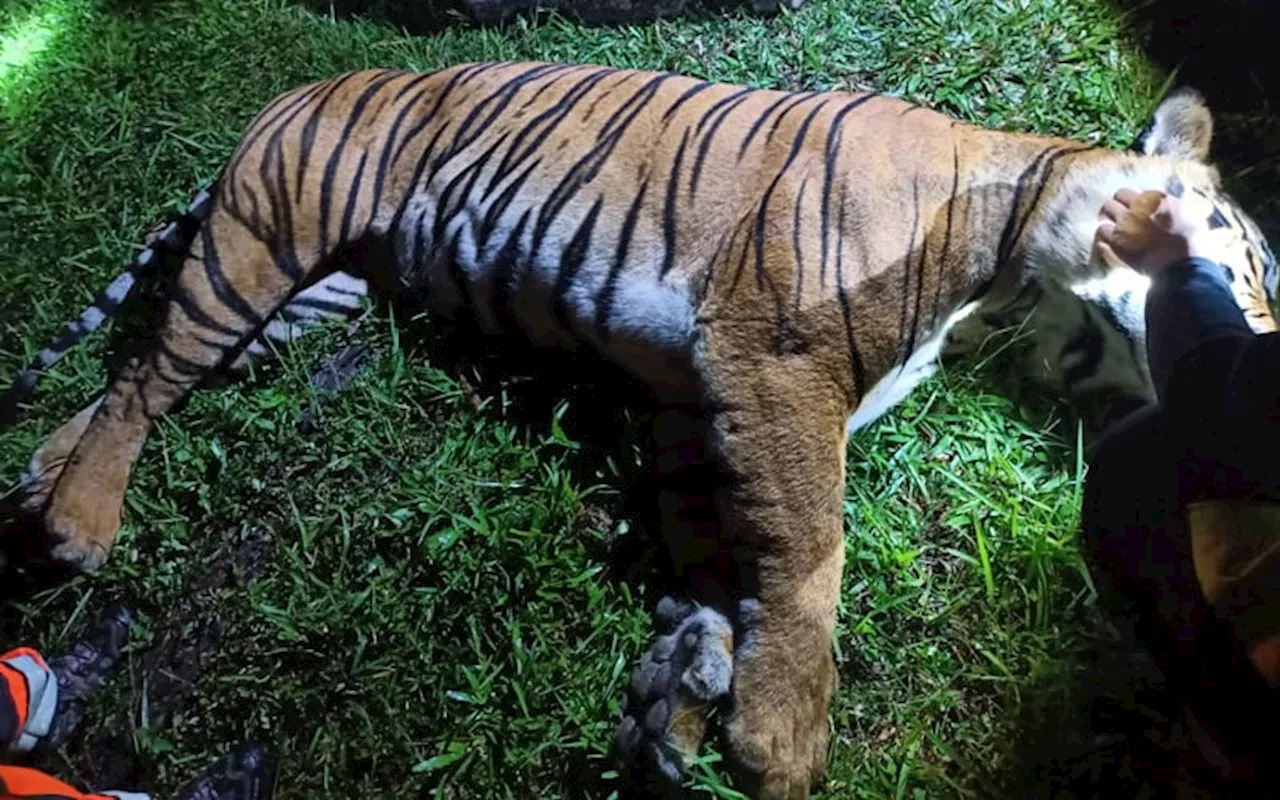 Misai bangkai harimau kena cabut, Perhilitan lapor polis