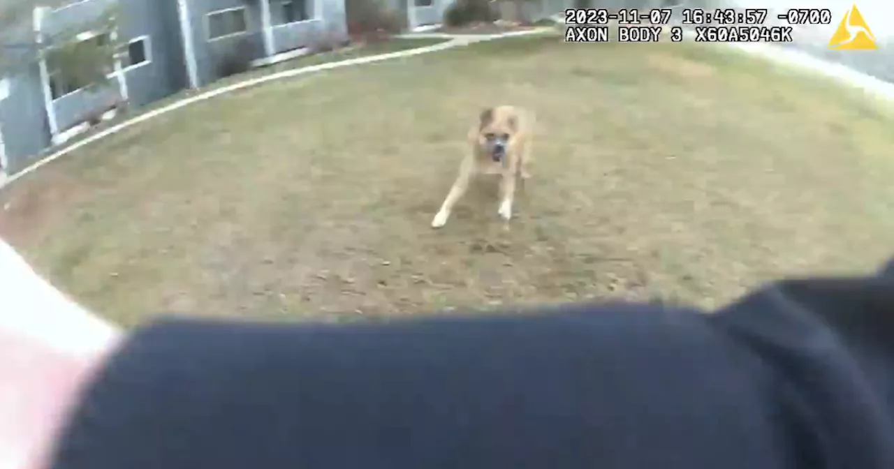 Loose, aggressive dog with history of unprovoked attacks killed by Steamboat Springs police