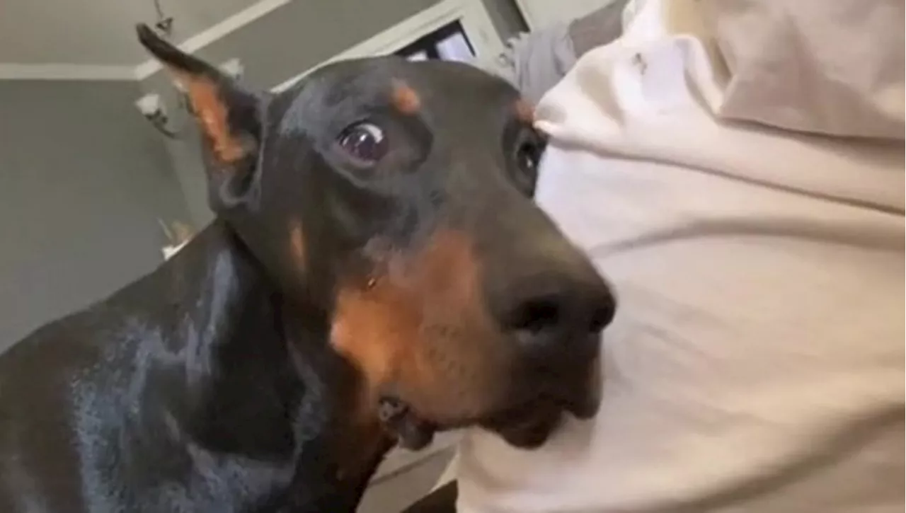 La dolce reazione di un cane Doberman al calciare del bimbo nella pancia della sua proprietaria