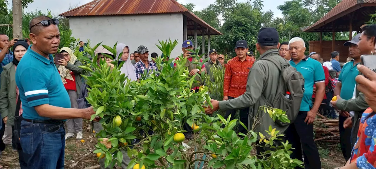 Ini Upaya Ditjen Hortikultura Tingkatkan Daya Saing Jeruk Indonesia di Pasar Global