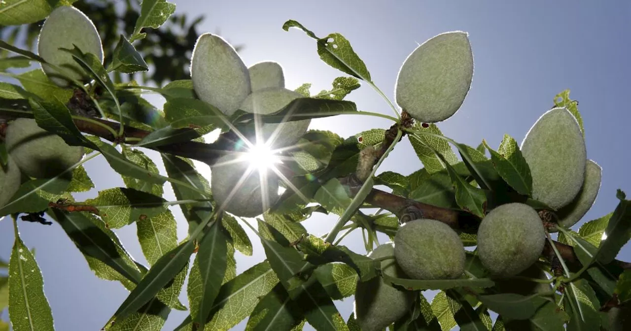 India Imposes Tariffs on Almonds and Other US Products