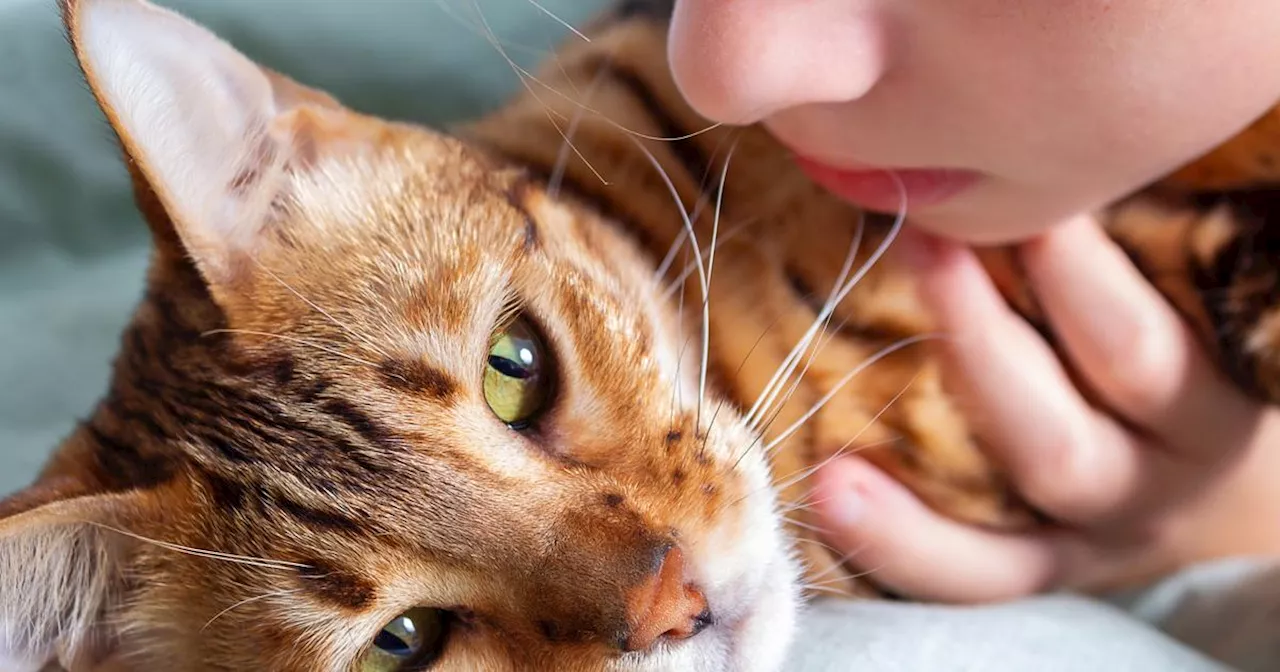 Cinq races de chat susceptibles de vivre moins de 12 ans