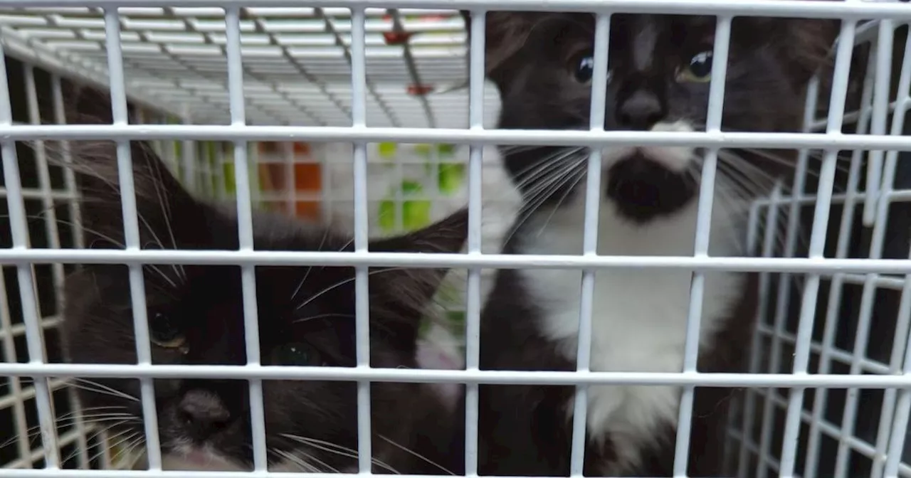 Adorable Kittens Found Abandoned in Dewsbury