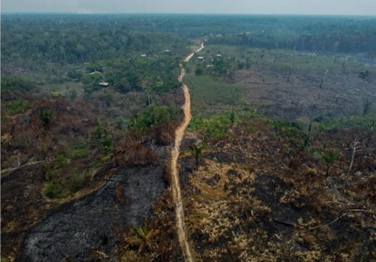 Deforestasi di Hutan Amazon Turun 22,3% di Brasil