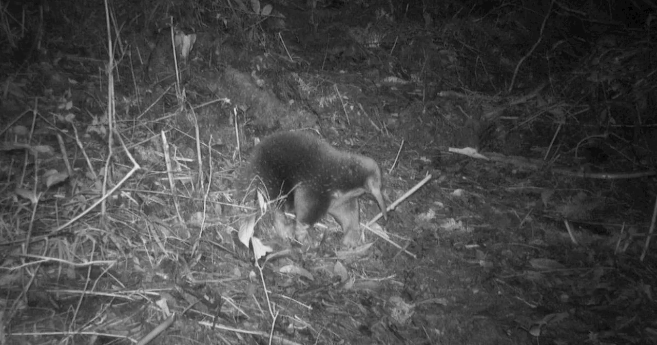 The Rediscovery of Attenborough's Long-Beaked Echidna