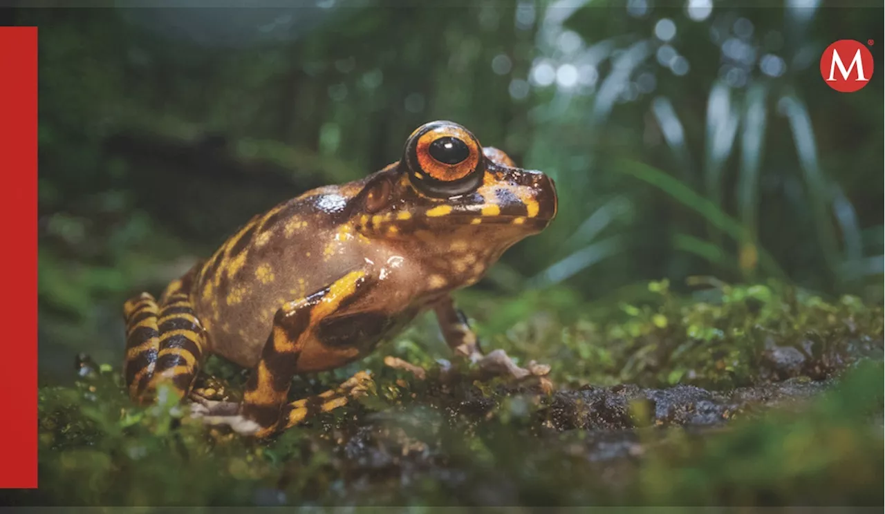 Nueva especie hallada en Kenia revela la evolución de los anfibios africanos