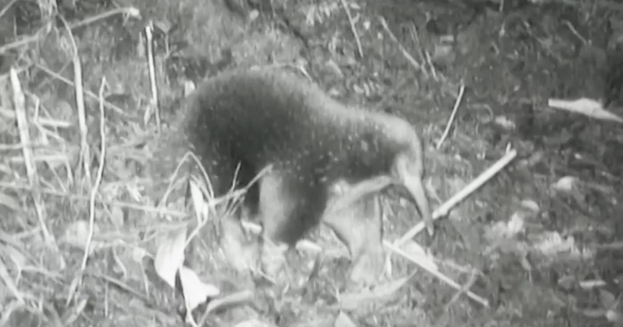 Expedition Rediscover Critically Endangered Attenborough's Long-beaked Echidna in Indonesia