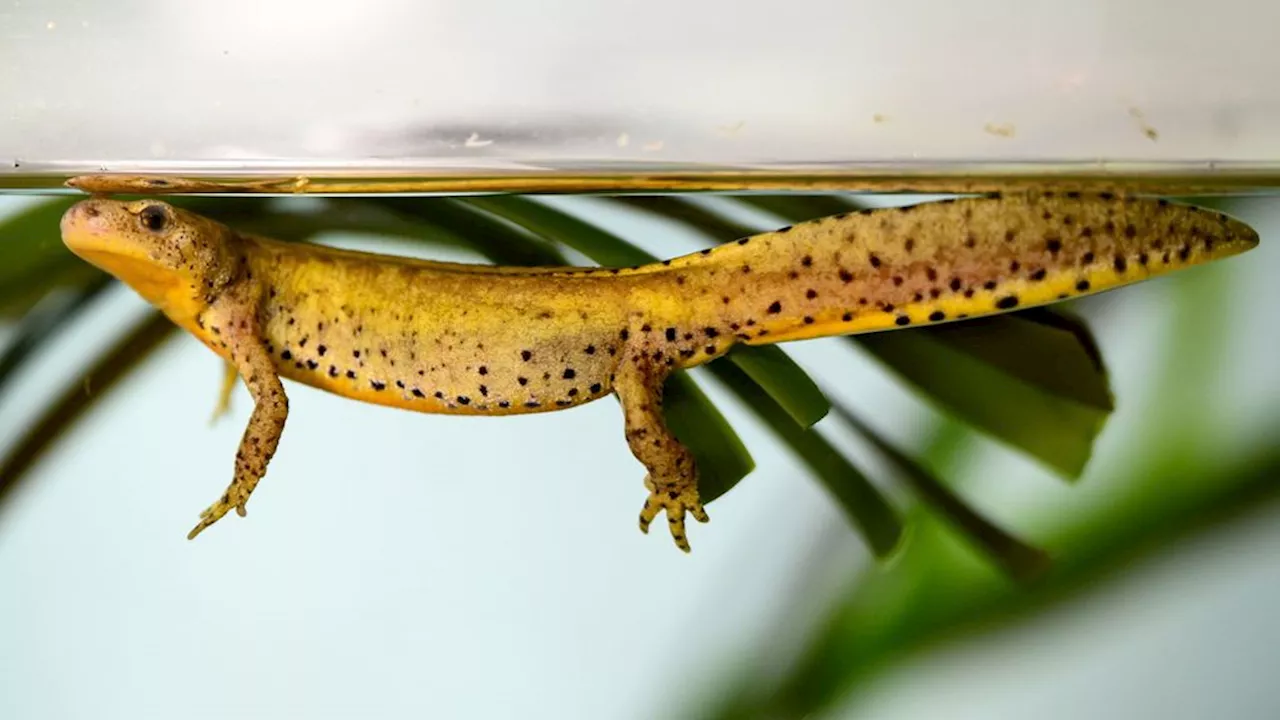 Veel planten en dieren in Europa worden met uitsterven bedreigd