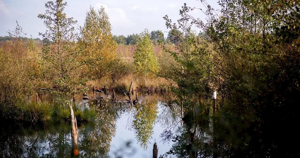 Mehr Moore: Einigung auf EU-Gesetz zur Rettung der Natur