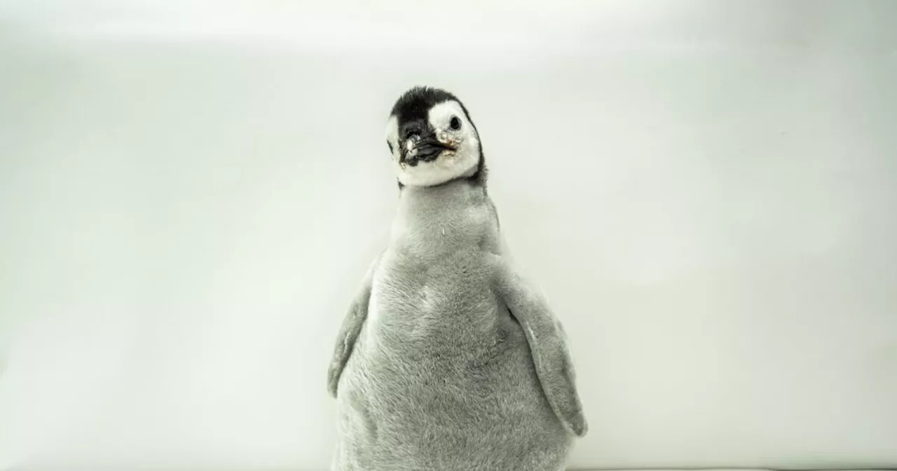 SeaWorld San Diego announces name of Emperor penguin chick