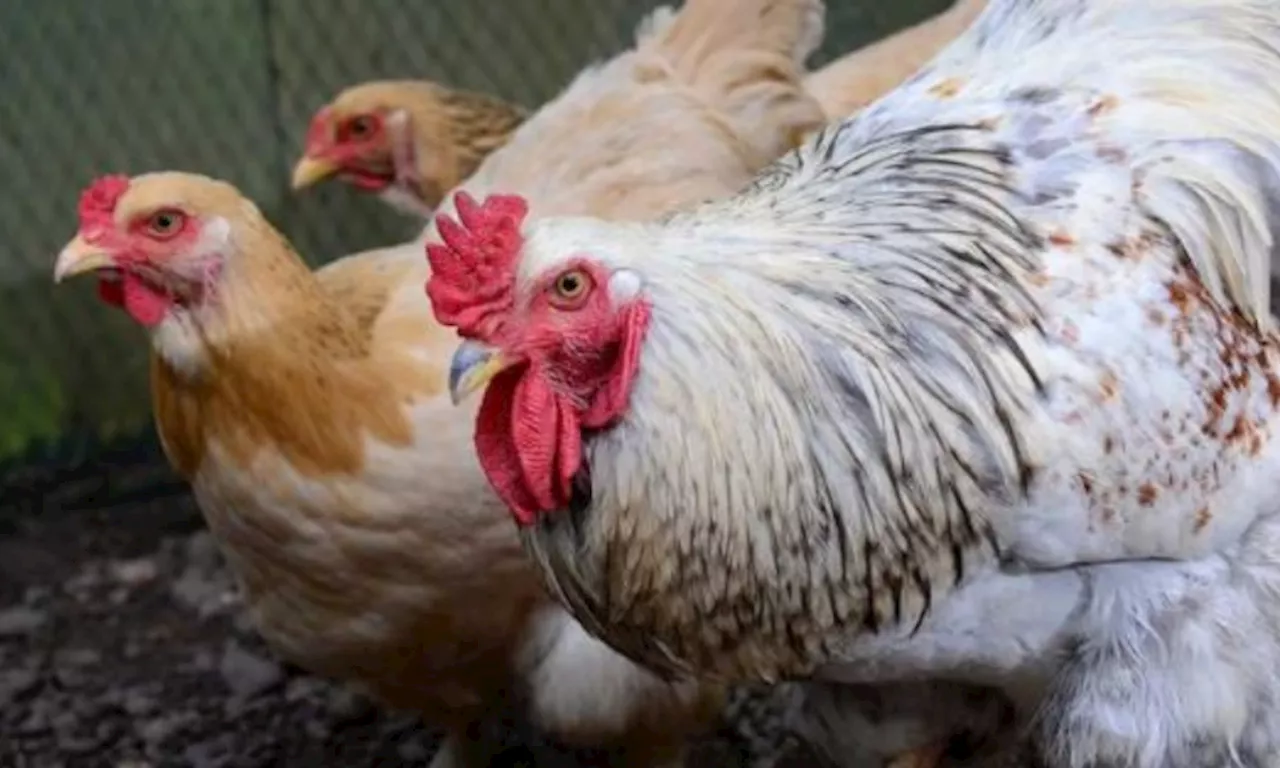 Sufficient Chicken Supply for Holiday Season Despite Oversupply