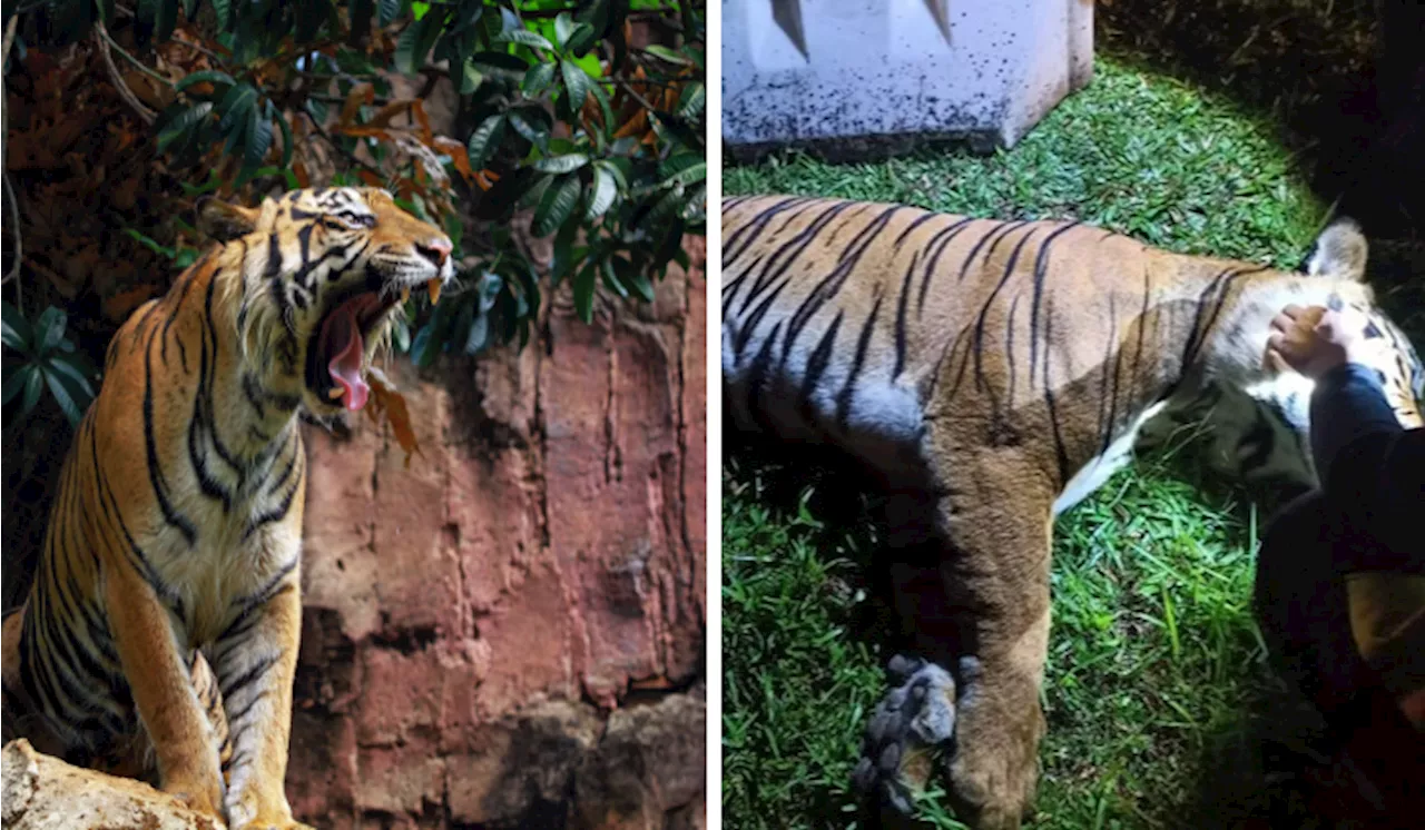 Men Steal Whiskers From Dead Malayan Tiger, PERHILITAN Lodges Police Report