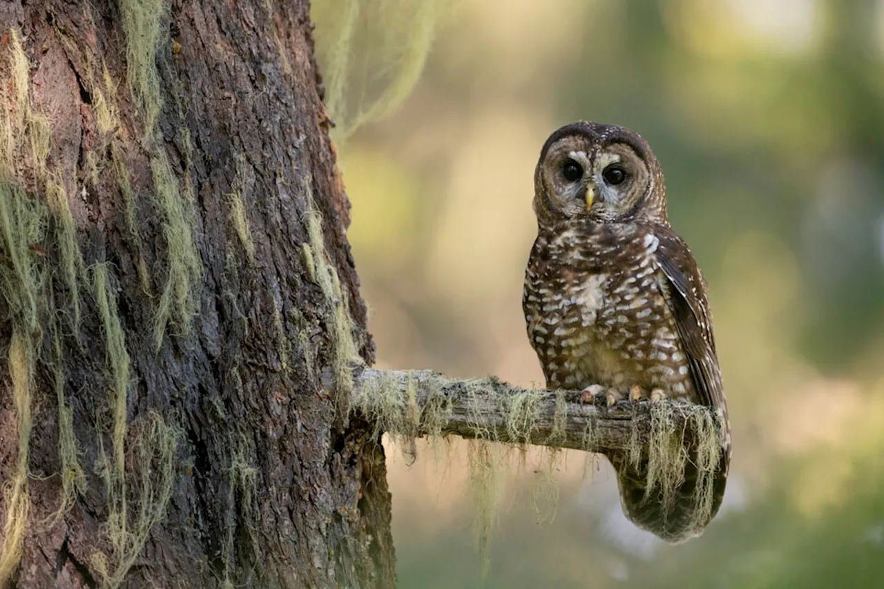 First Nation Chief Leads Efforts to Save Endangered Owl in Canada