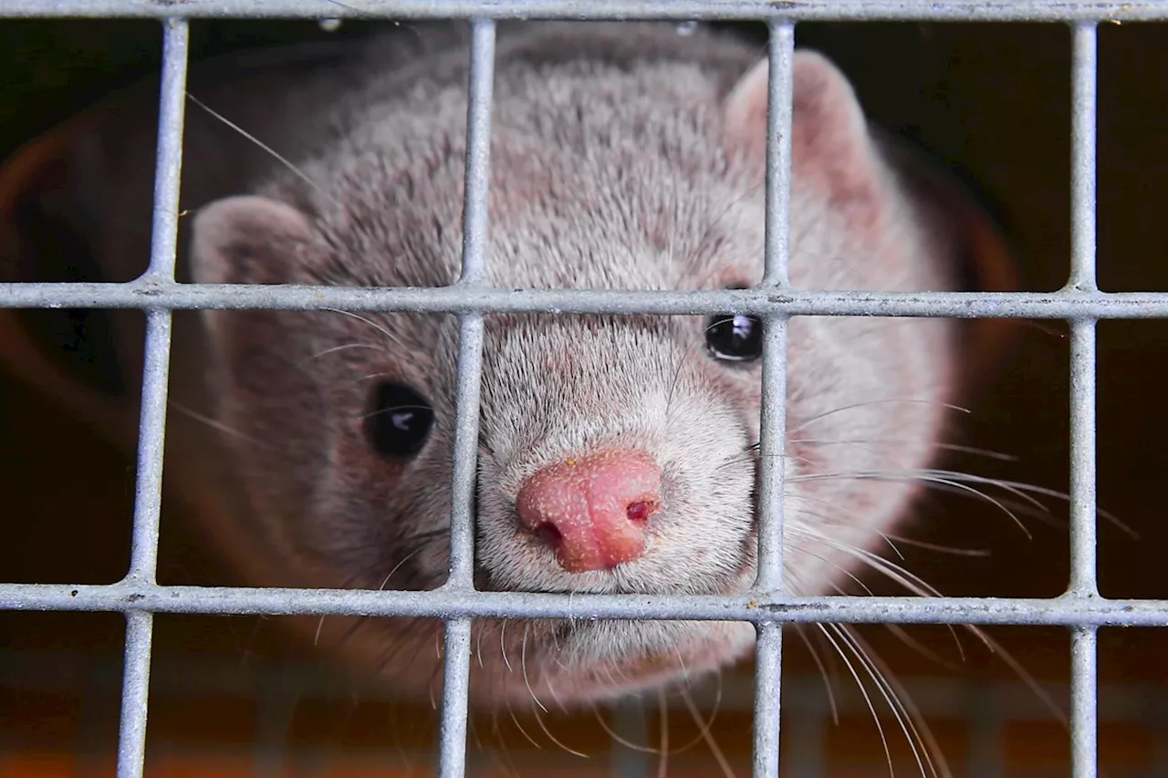 Four B.C. Mink Farms File Lawsuits Alleging Unlawful Pandemic Orders and Industry Ban