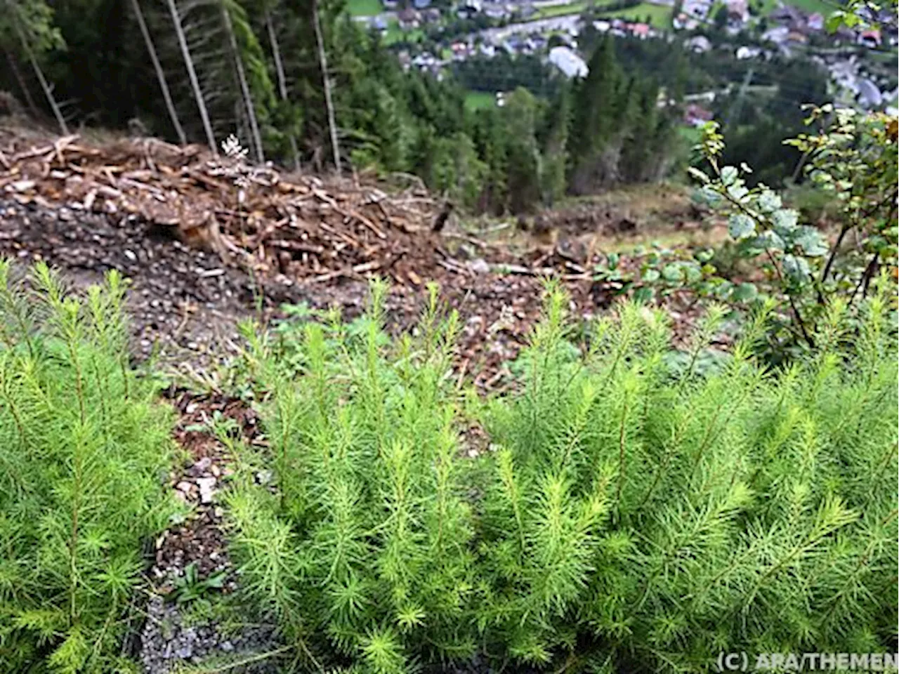 EU einigt sich auf Naturschutzvorhaben zur Erholung der Natur