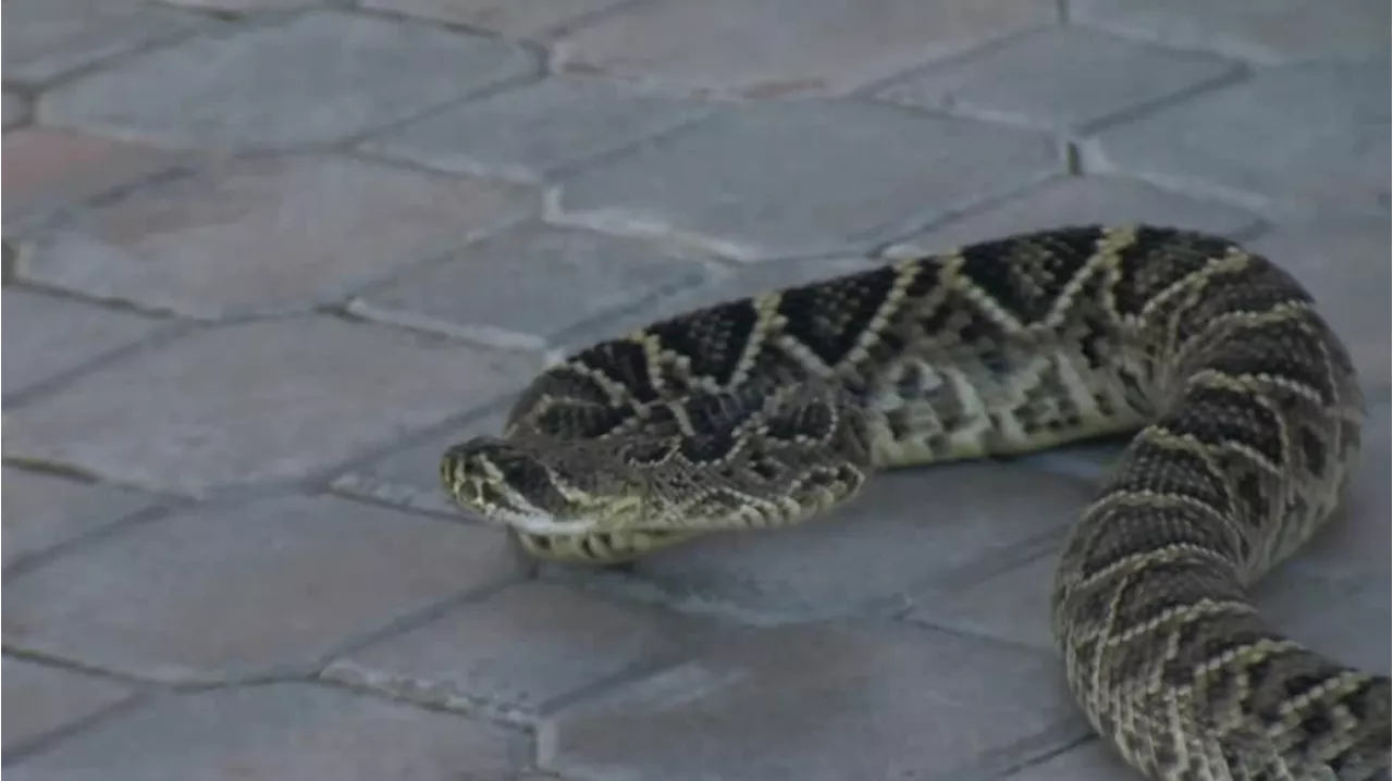 9-Year-Old Boy Encounters Venomous Snake in Backyard