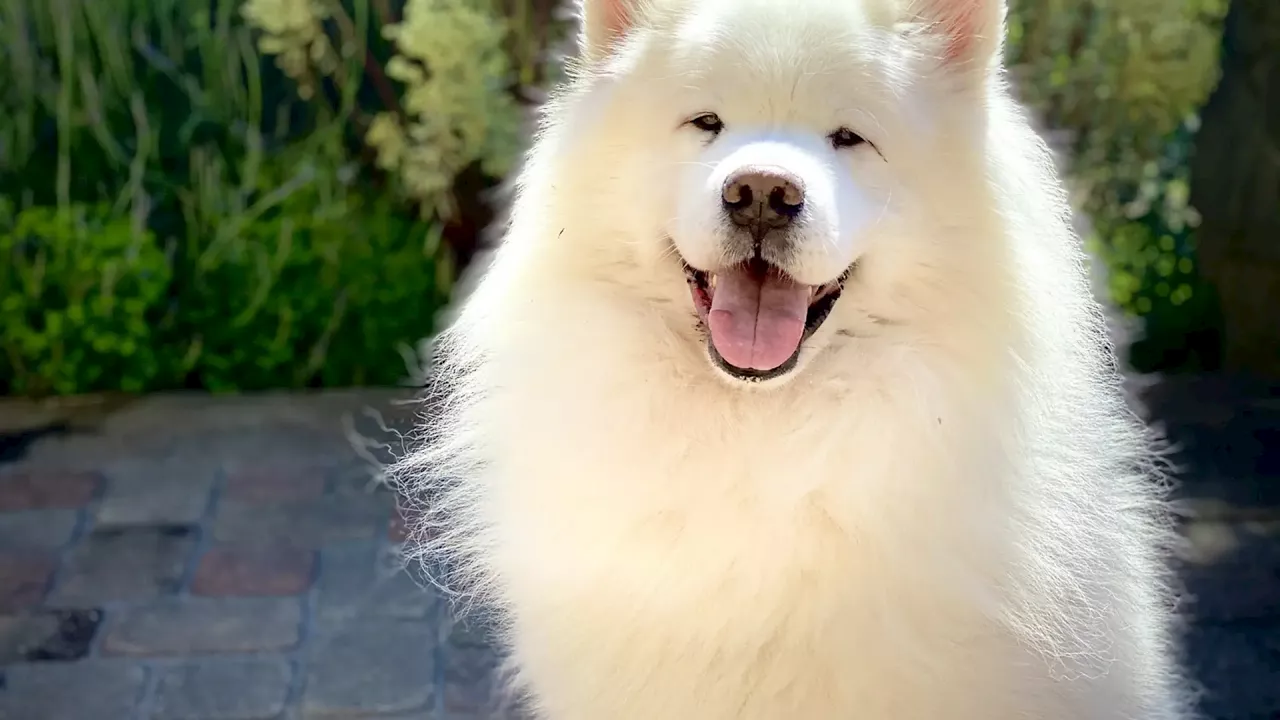 El mundo canino: una variedad de razas para todos los gustos