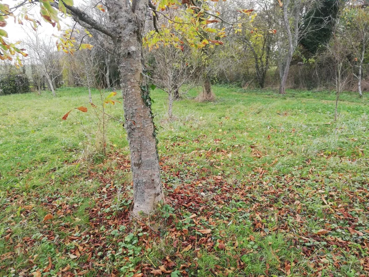 La chute des feuilles : une nuisance en ville, une beauté à la campagne