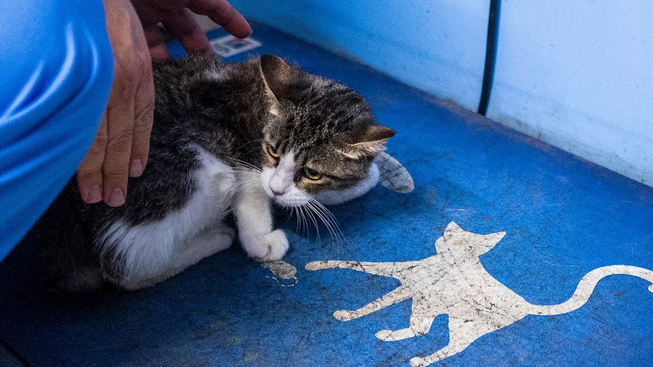 Fears for British pets after deadly coronavirus strain that killed 8,000 cats in Cyprus spreads to...