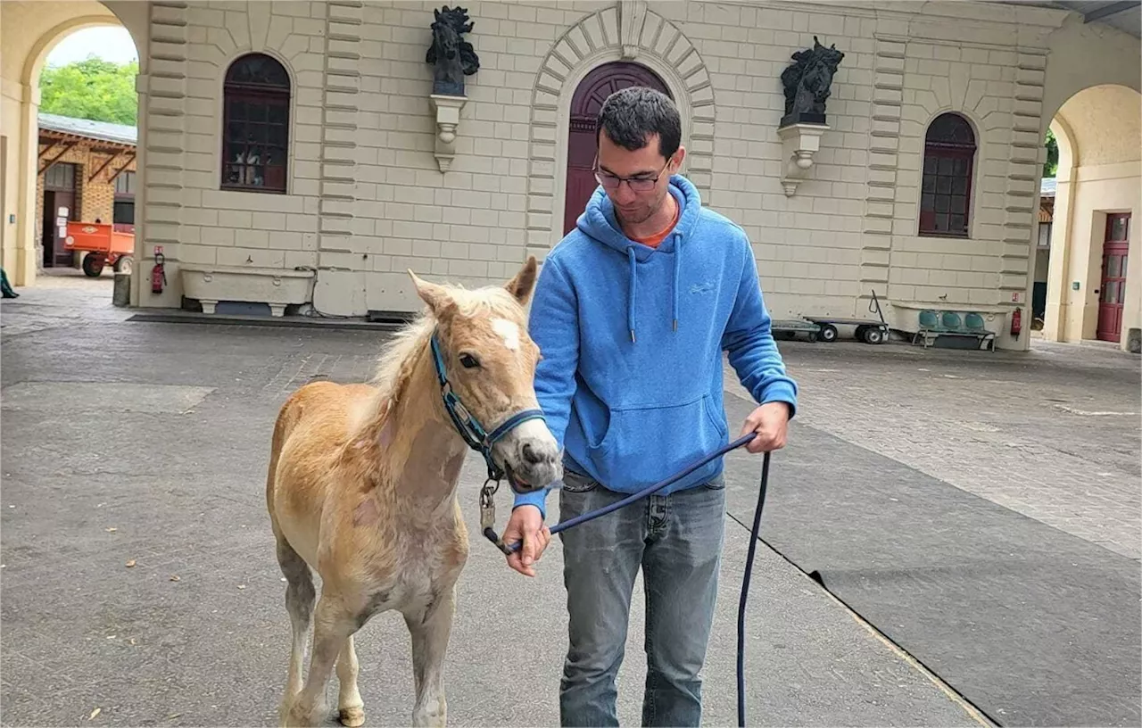 Né aveugle, ce jeune poulain recueilli en Seine-Maritime a retrouvé la vue