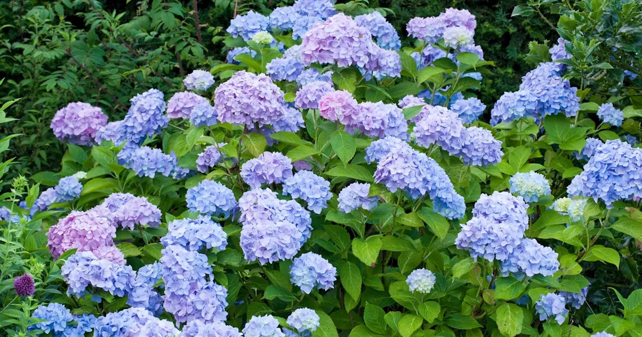 Protect hydrangeas this winter with expert's tips gardeners should do now