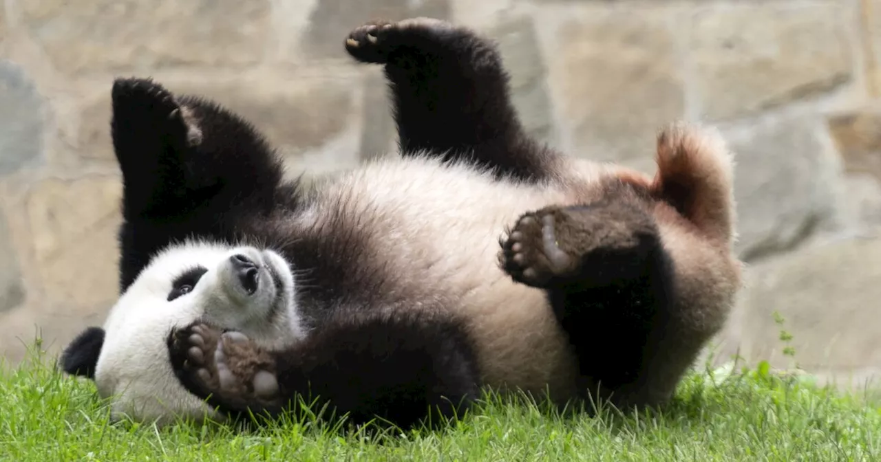 What happens to the Smithsonian giant panda exhibit following bears' departure?