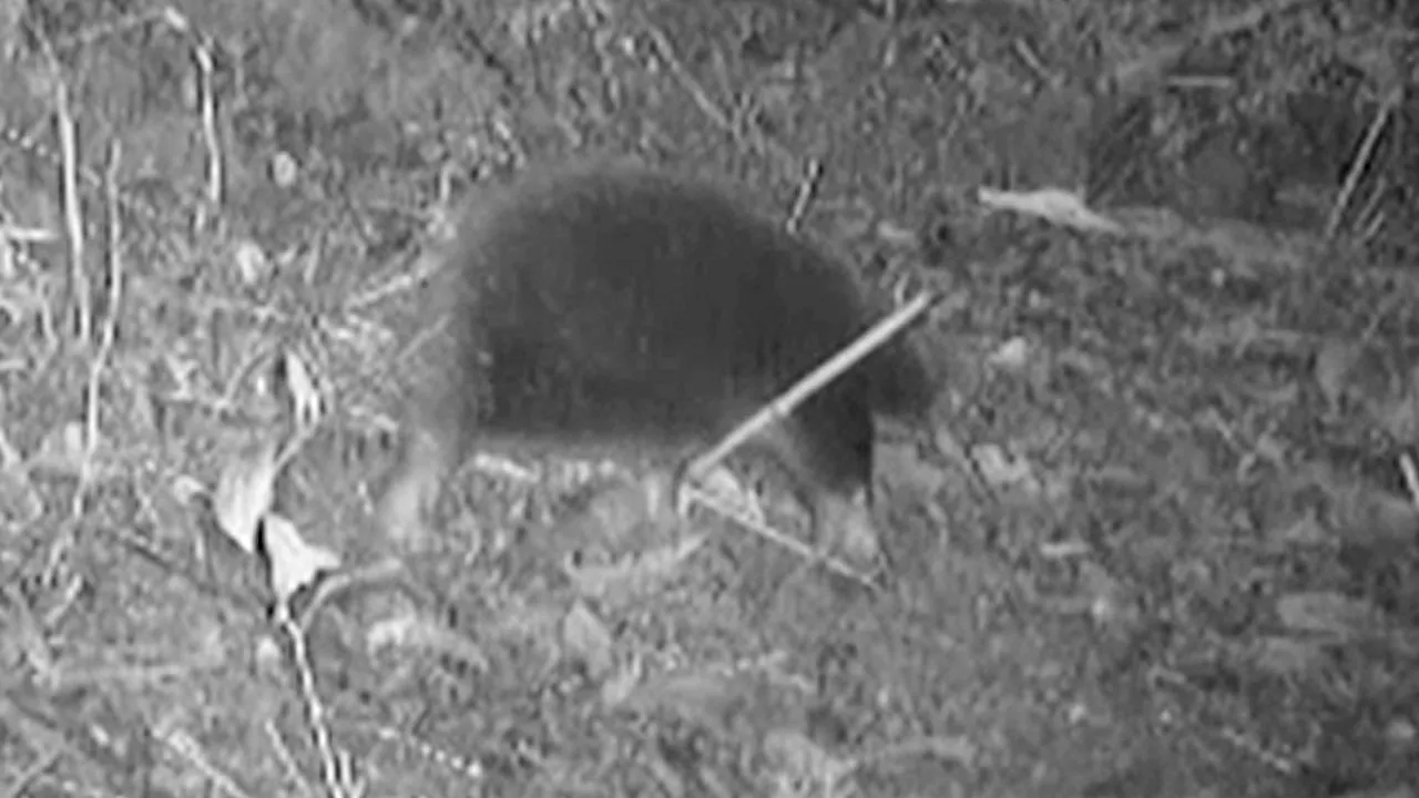 Endangered, egg-laying mammal spotted for first time in 60 years