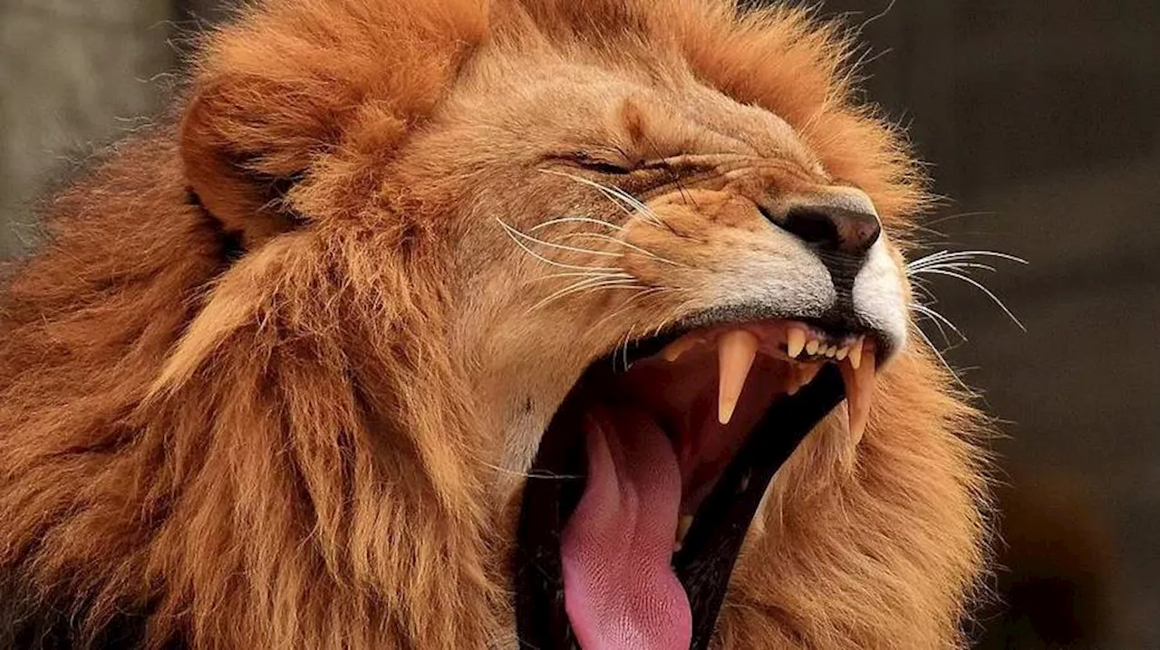 Italie : un lion s'échappe pendant plusieurs heures d'un cirque