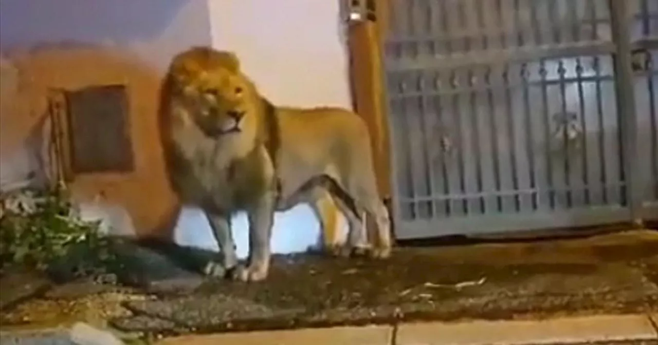 Horror as lion escapes Italian circus near Roam to roam the streets