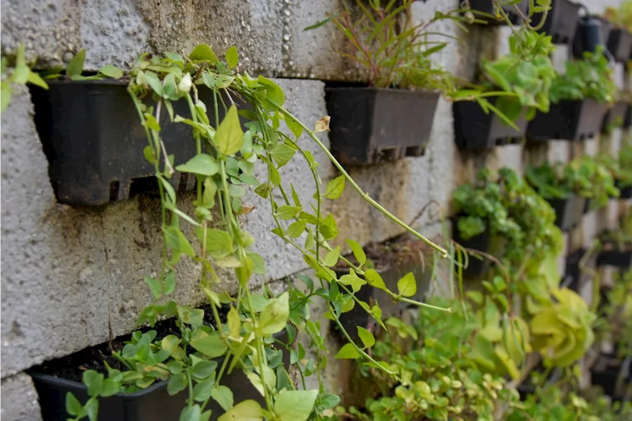 Growing African vegetables on buildings can save space and feed cities