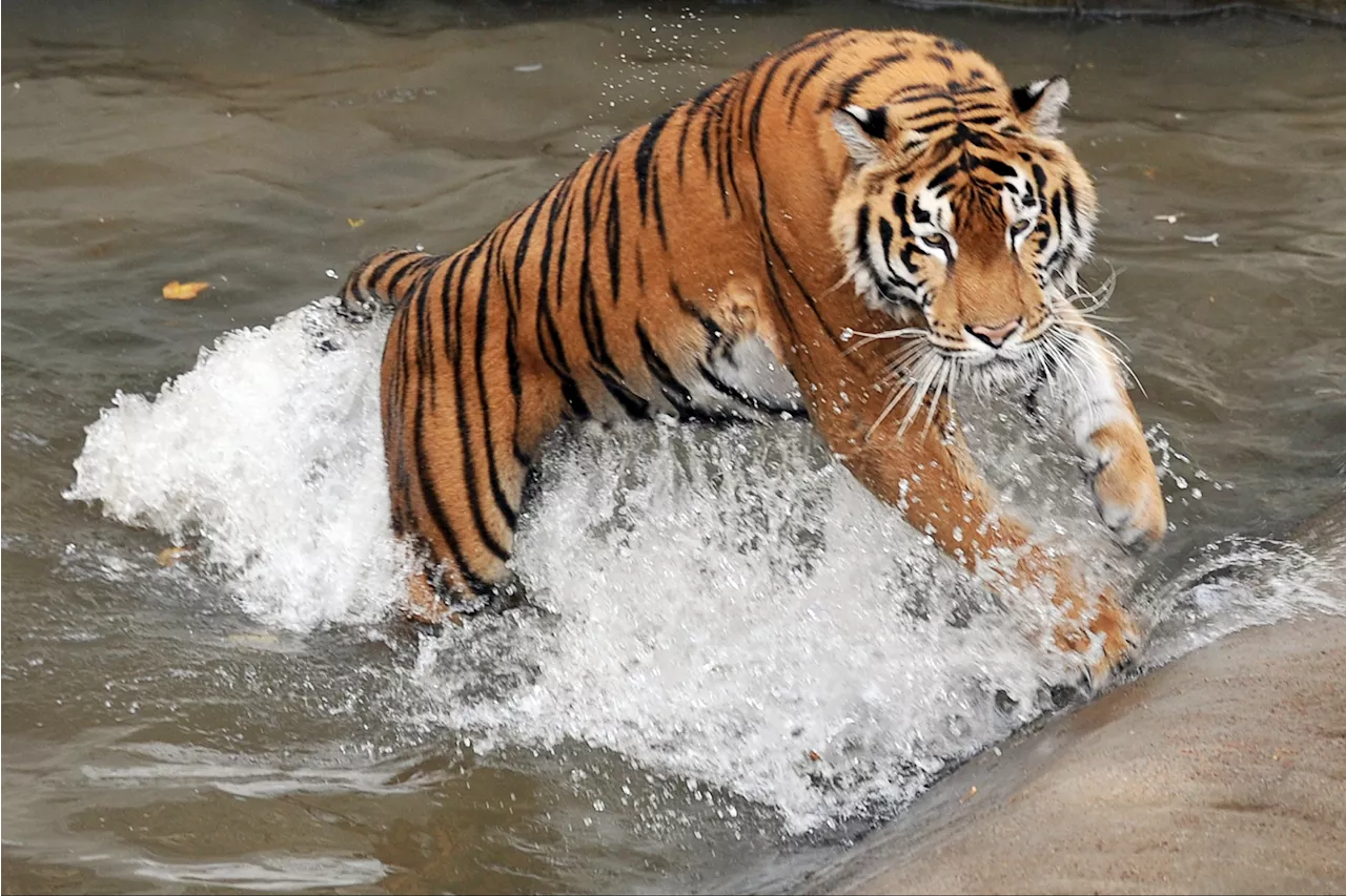 Tiger Unable To Get Up After Being Injured in Russian Strike