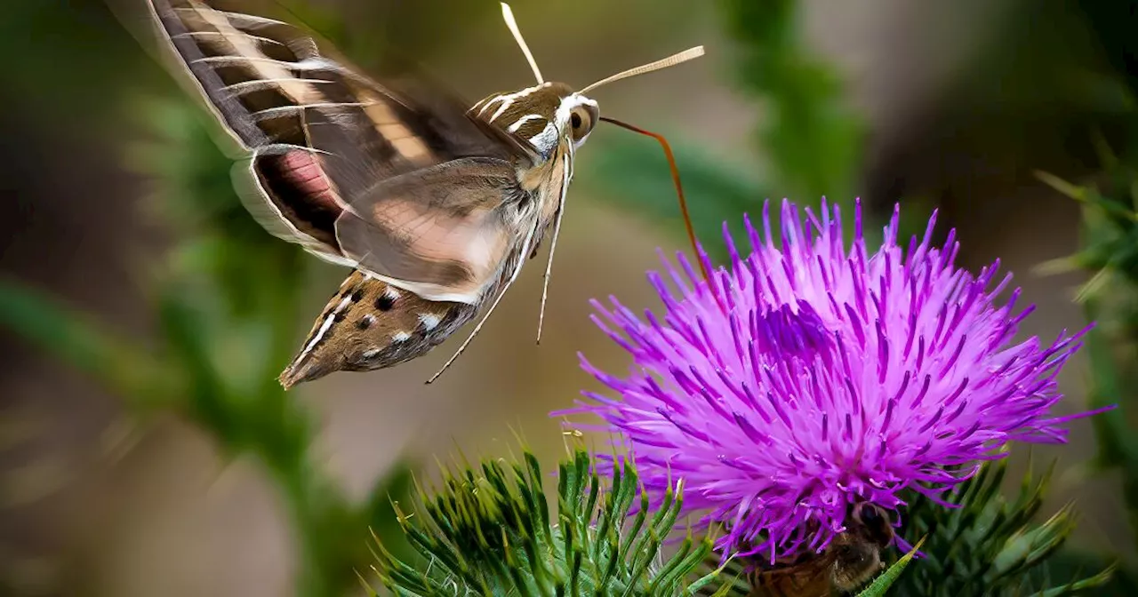 Easily mistaken for a hummingbird, this little guy has a story to tell