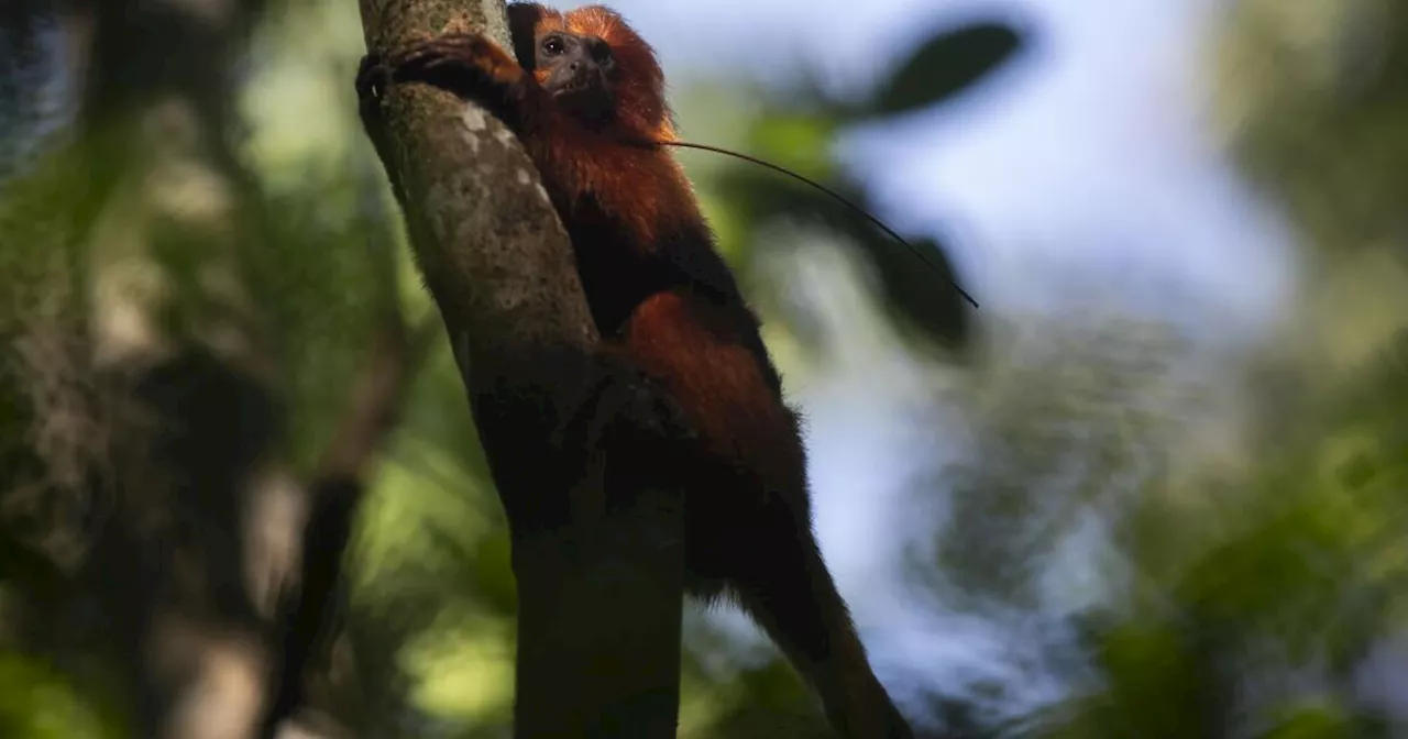 Young People Plant Trees to Protect Endangered Golden Lion Tamarin