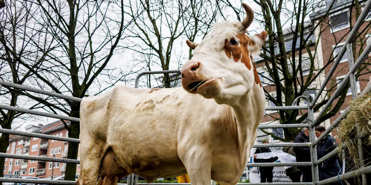 Kontroverse in Niedersachsen: Milchbauern wollen AfD Bühne bieten