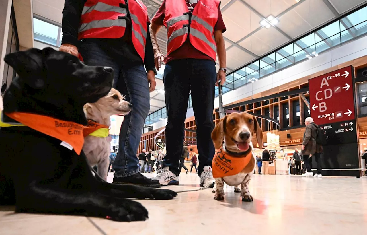 Ces trois chiens sont chargés d’apaiser les voyageurs à l’aéroport « maudit » de Berlin