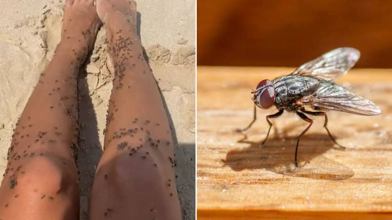 Flies Swarm Perth as Swatting Season Begins