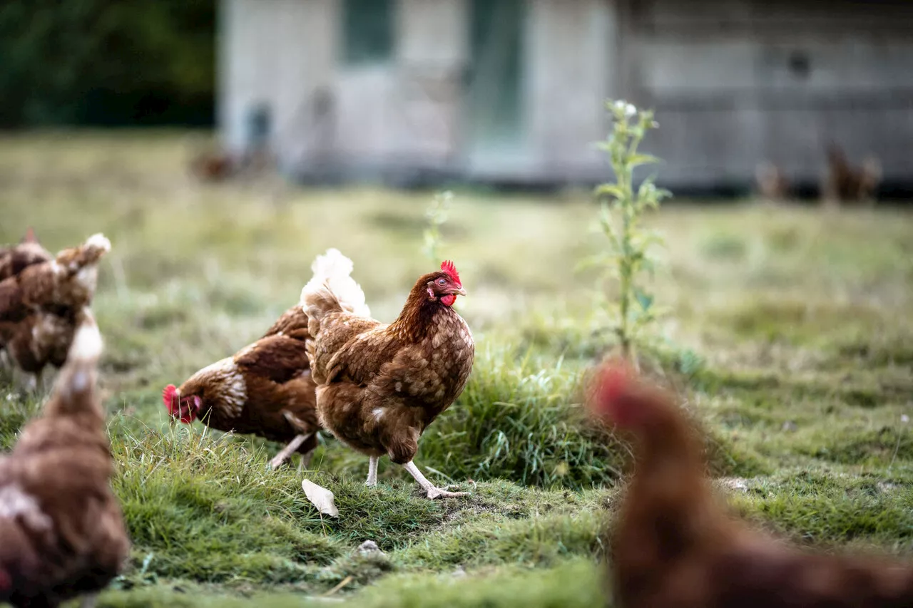 10 000 poules à sauver de l'abattoir dans un élevage des Landes